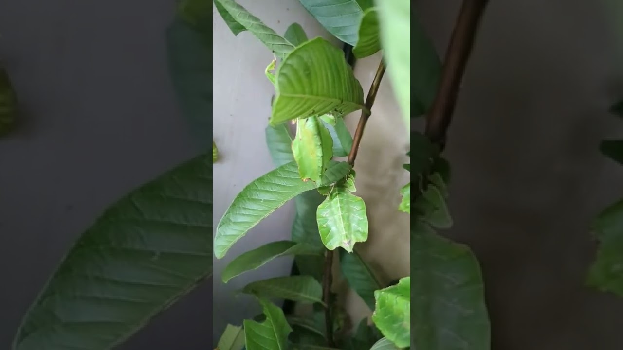 Leaf Insects flicking eggs, actual time & 1/8 slow motion