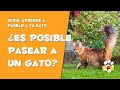 CÓMO PASEAR A UN GATO  | SACA TU GATO DE PASEO A LA CALLE