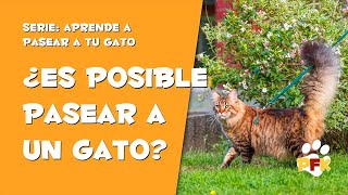 CÓMO PASEAR A UN GATO  | SACA TU GATO DE PASEO A LA CALLE