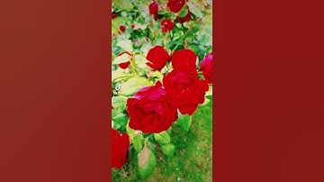 عبدالباسط عبدالصمد تلاوة خاشعة تريح القلب والروح جمعة مباركة