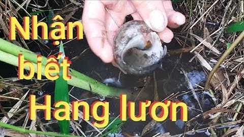 Câu lươn và cách tìm hang lươn dưới bờ cỏ rậm tập25/eel and how to find eels