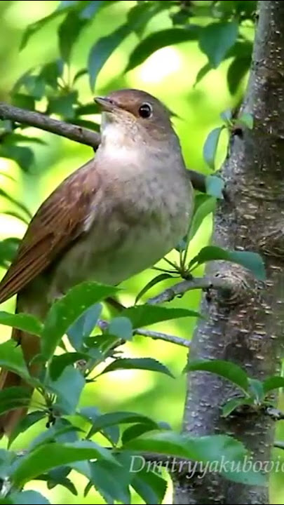 Saya rasa burung sikatan londo ini bisa di sebut sebagai masteran terbaik