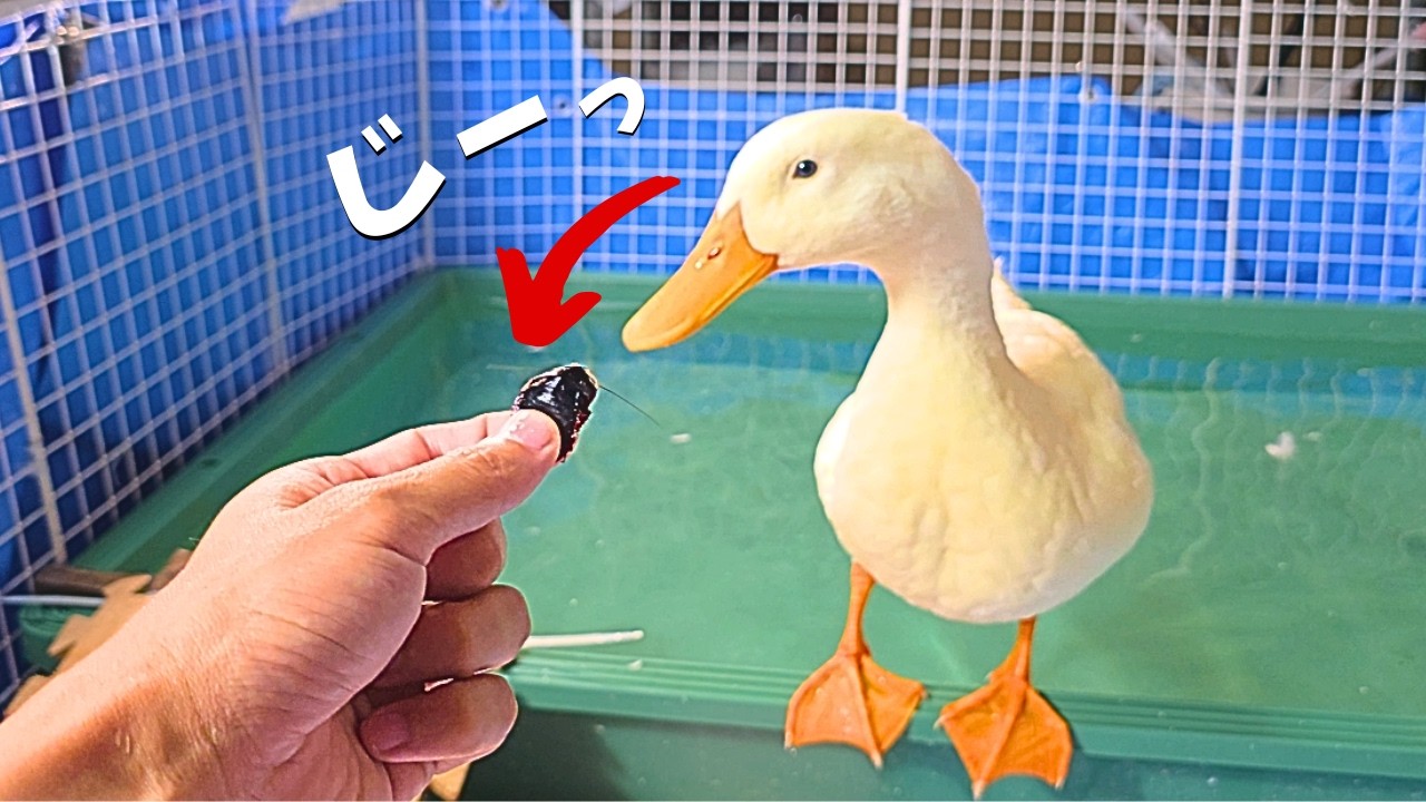 魚を食べなくなったアヒルに“巨大ゴキブリ”を与えたら、とんでもないことに…