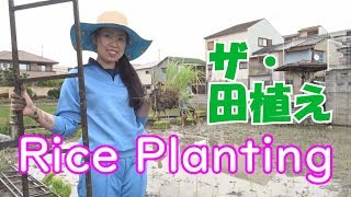 ☆Let's Taiken #1☆Rice Planting Experience ザ・田植え 体験 A community service in Japan