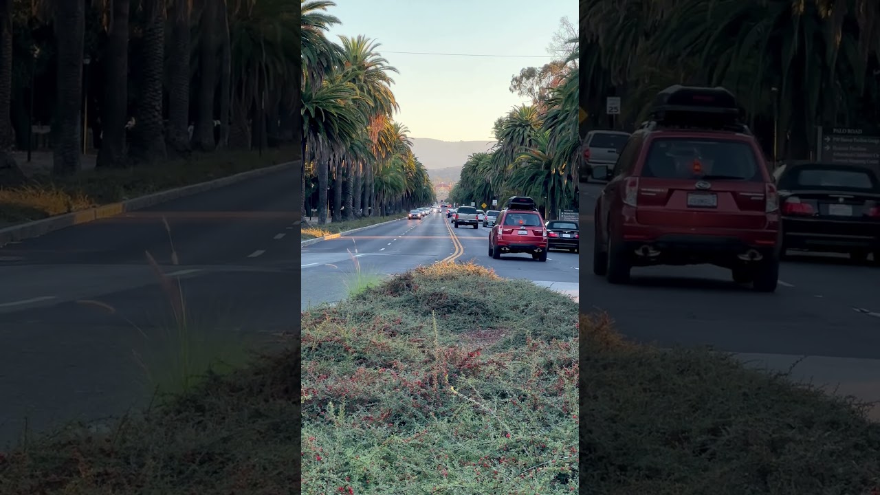 Palm Drive, Stanford University 