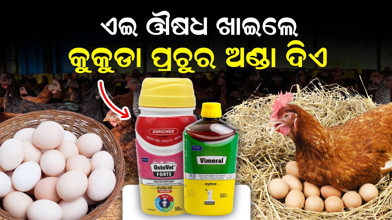 Desi kukuda farming odia | ଏଇ ଔଷଧ ଖାଇଲେ କୁକୁଡ଼ା ପ୍ରଚୁର ଅଣ୍ଡା ଦିଏ | Desi kukuda medicine