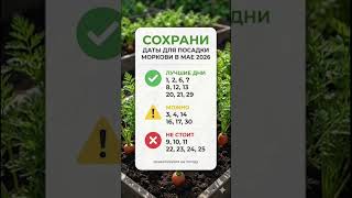 Даты для посадки моркови в мае 2026 #дача #овощи #садоводничество