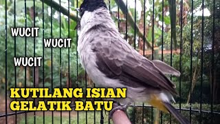 KUTILANG GACOR BONGKAR ISIAN GELATIK BATU  Cocok Untuk Pancing Kutilang Malas Bunyi