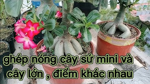cách ghép nóng cây sứ mini và cây lớn (điểm khác nhau...?)@UCTHUBonsaiCanTho