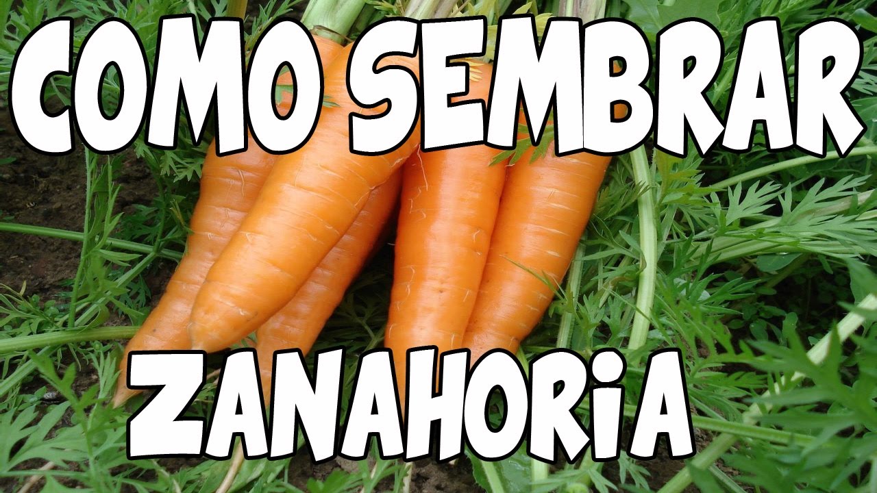 Como Sembrar Zanahorias Con Exito, Del Semillero Al ...