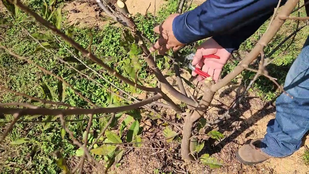 Quando podar pinha? Poda de formação e de inverno.