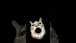 hay mi gatito miau miau