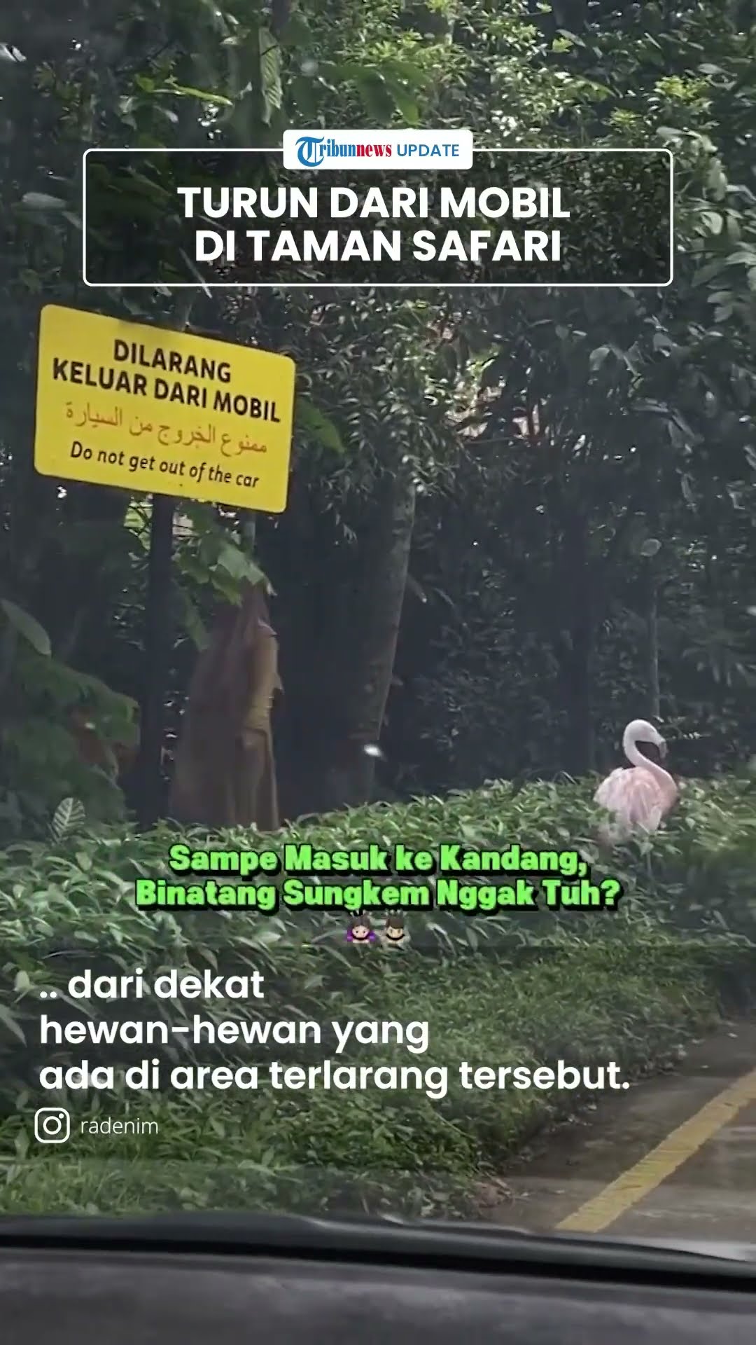 Viral 1 Keluarga Nekat Turun dari Mobil di Area Terlarang Taman Safari, Berujung Masuk Black List