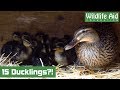 Repeat Offender - Brood Relocation