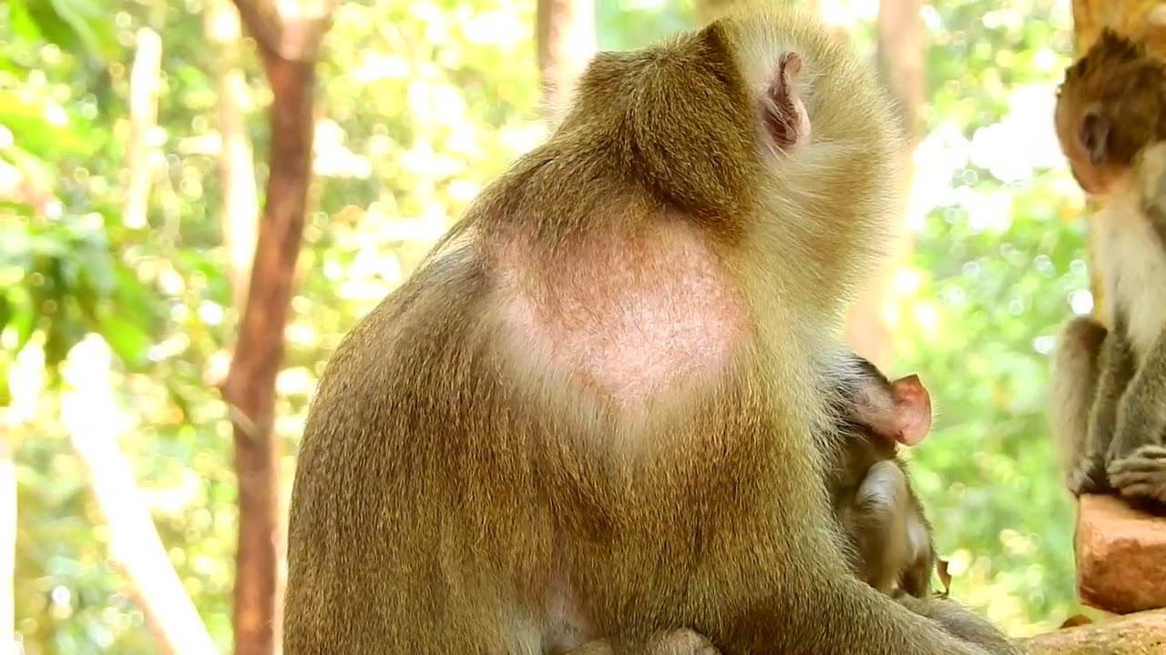 What's Pity Little Baby Monkey Brisco! Stay With GrandMa Cara With No Milk!