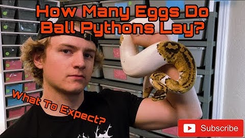 How Many Eggs Do Ball Pythons Lay & What To Expect!