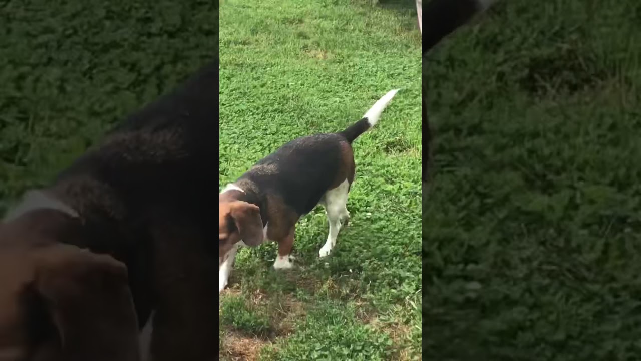 Dog Kick shorts YouTube