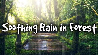 Tranquilizing and Relaxing Rain in Natrure Forest Raining 10 Hours Therapy