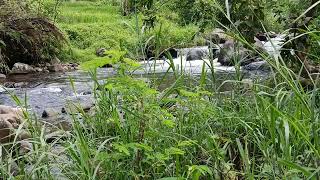 Mountain River In Its Pures From | Real Nature Sounscape