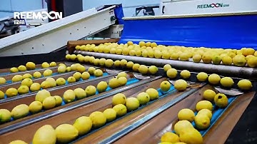 Reemoon Citrus Sorting Solutions--Lemon