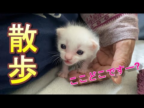 加藤聖扈、【天国に遊ぶダク（愛犬）とアチャコとオチャピイ（愛猫）】 A 16-day-old baby kitten is scared and walks around in a new