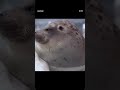 🦭🦭🦭 #memes #ytdayibenionecikarnolur #funny #jaidmeel #sealisland #seal #cute #colonelkkjϟ #games