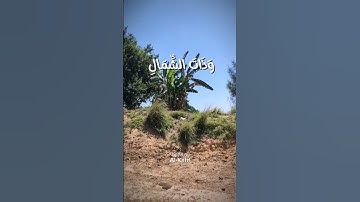 وَتَحْسَبُهُمْ أَيْقَاظًا وَهُمْ رُقُودٌ ۚ #سورة_الكهف #محمد_صديق_المنشاوي #اكسبلور #يوم_الجمعة
