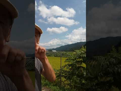 砂金を求めて三千里（兵庫県養父市三宅 八木川 中流域02）