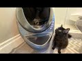 Pregnant Cat Tests World's Most Expensive Litter Box