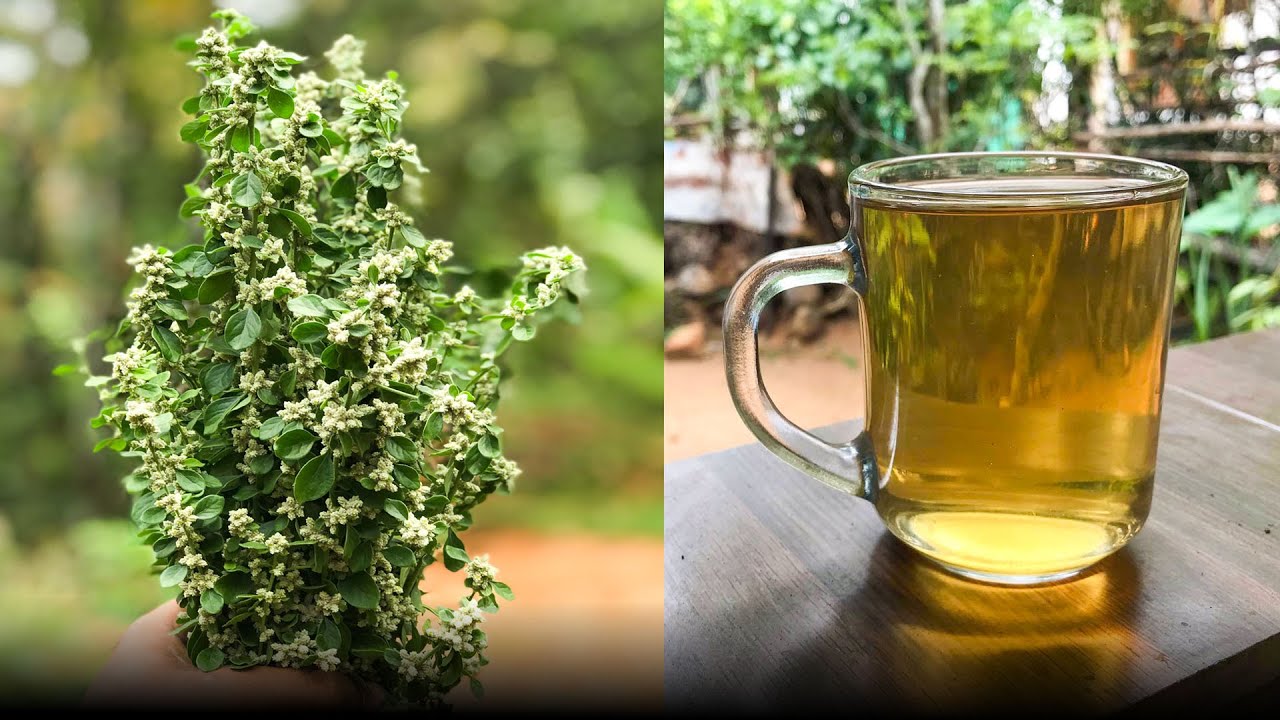 Homemade Fresh Polpala (Aerva Lanata) Tea For Kidney Stones YouTube