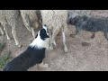 اجي تشوف ادكى كلاب في العالم 🐕🐑🐑🐑🐑🐑🐎🚶