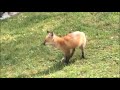 Baby fox lives under the backyard shed!