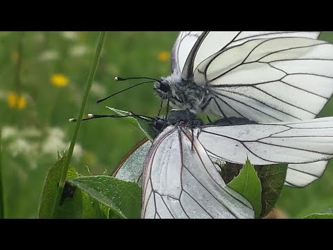 Schmetterling (Tagfalter) "Baumweissling" bei der Paarung