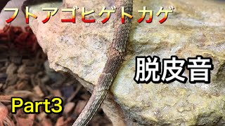 フトアゴヒゲトカゲの脱皮音Part3【BGMなし】