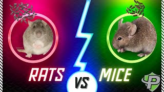 Rats vs Mice: Identification Guide