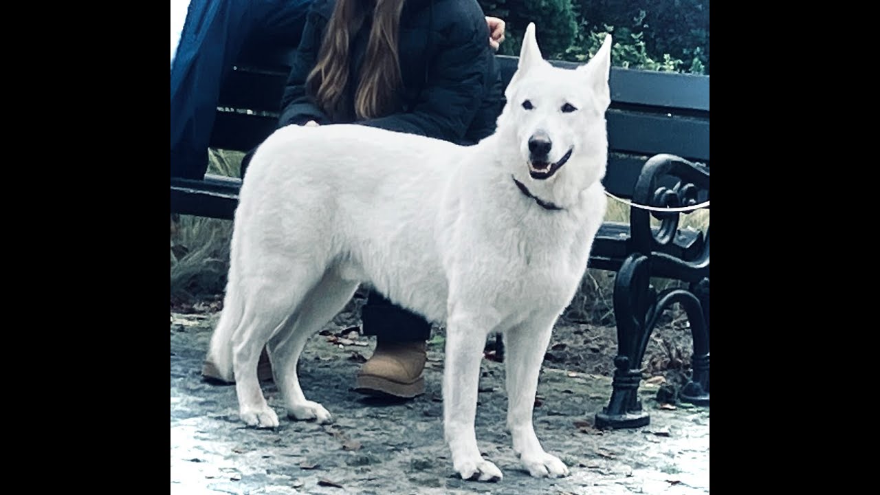 Freud: Der Traum des Wolfsmanns (1914/1918)