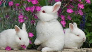 Cute Baby Rabbit Screaming Video Compilation 2022 Cute Pet Animals.