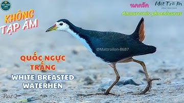 ✅Tiếng chim Quốc mồi trống kêu bổi | Cuốc ngực trắng | White-breasted Waterhen | นกกวัก (P2)