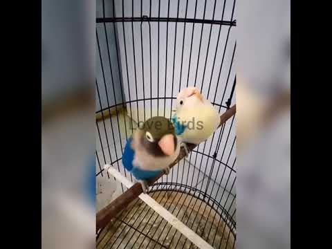 تغريد فيشر Love Bird Signing