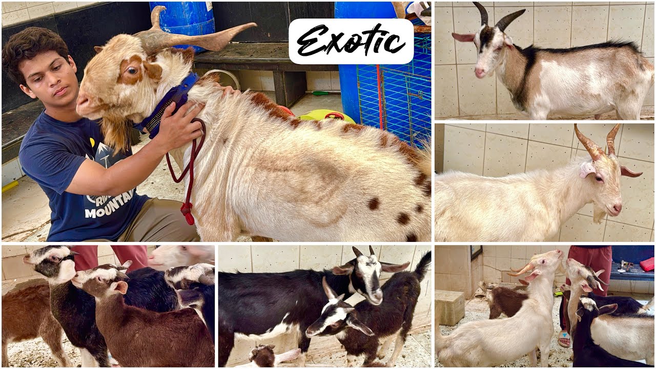 Premium Exotic Bakre at Al Quresh Goats, Mumbai | Saanen, Toggenberg, Alpine, Barbari, Yemeni