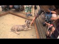 香川県東かがわ市観光PR映像（しろとり動物園篇） の動画、YouTube動画。