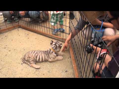 香川県東かがわ市観光PR映像（しろとり動物園篇）