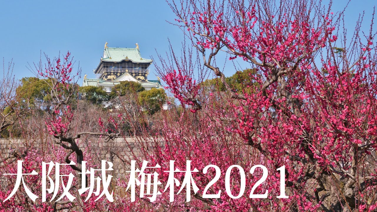 Plum Grove In Osaka Castle Park 21 Daisuke Tw 痞客邦