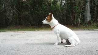 Jack Russell Terrier Waiting for Mom