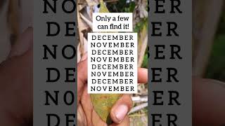 Find The Odd One Visual Logic Challenge Ep.2694