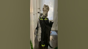 Masters of manipulation #catshorts #funnyanimals #cats #funnycats #catvideos #rescuecats #blackcats