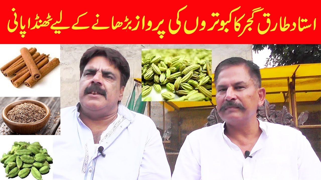 استاد طارق گجر کا کبوتروں کی پرواز پرھانے کے لیے ٹھنڈا پانی part 1 ...