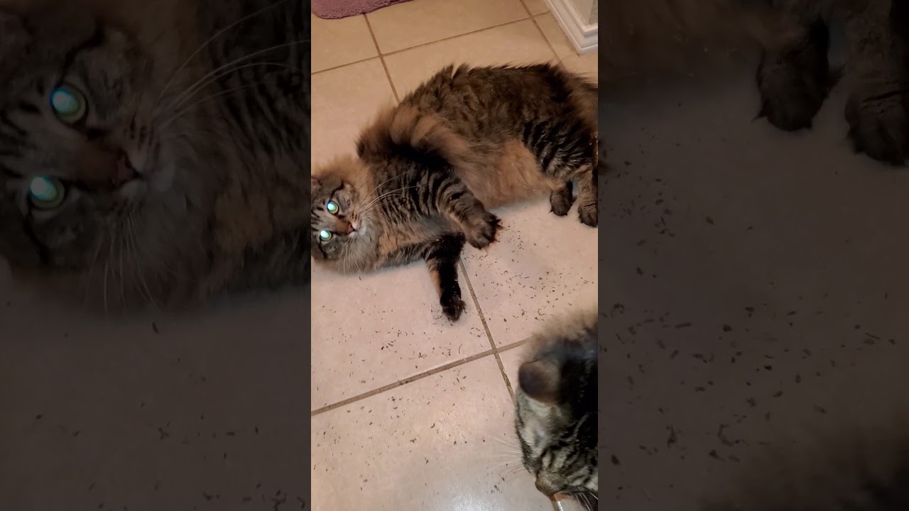 Cats on Cat Crack YouTube