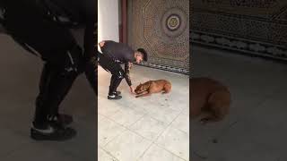 كيفاش تعلم كلبك الطاعة