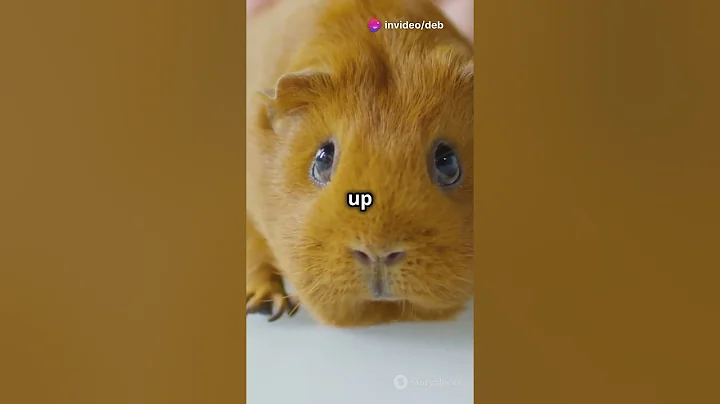 Video 5250081: lovely abyssinian, adorable abyssinian, facts pets, pets fun